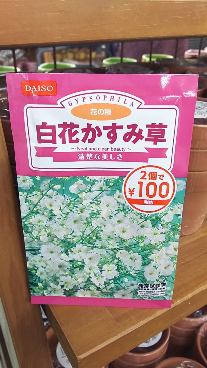 白花かすみ草の種